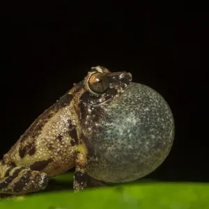 La grenouille de bush d'Anil (Raorchestes anili) gonfle sa poche vocale pour attirer un partenaire, Endémique. La grenouille de bush d'Anil (Raorchestes anili) gonfle sa poche vocale pour attirer un partenaire, Endémique.