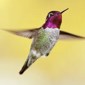 L'hirondelle de Anna (Calypte anna), mâle en vol. Parc national Sierra de San Pedro Martir, péninsule de Basse-Californie, Mexique. Novembre. L'hirondelle de Anna (Calypte anna), mâle en vol. Parc national Sierra de San Pedro Martir, péninsule de Basse-Californie, Mexique. Novembre.