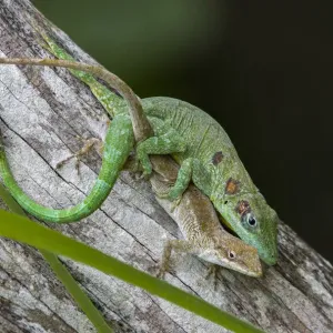 Anolis eladioi es una especie de anole recientemente descrita de la nube. Anolis eladioi es una especie de anole recientemente descrita de la nube.
