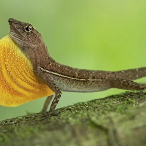 Anolis lizard (Anolis sp. ) male displaying in Corcovado National Park, Costa Rica
