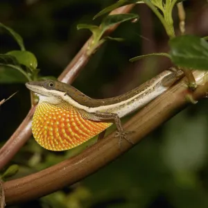 Anolis olssoni is a grass anole from southwestern Hsipaniola