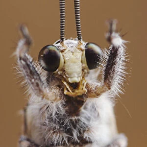 Ant Lion {Myrmeleontidae} adult head close up, Texas, USA