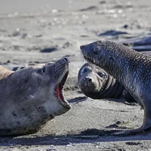 Antarctic fur seal (Arctocephalus gazella), mother warning off curious juvenile