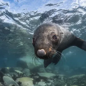 Antarctic fur seal (Arctocephalus gazella), Antarctic Peninsula, Antarctica Antarctic fur seal (Arctocephalus gazella), Antarctic Peninsula, Antarctica
