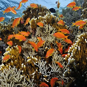Anthias fish (Pseudanthias squamipinnis), by Fire coral (Millepora dichotoma) and soft coral