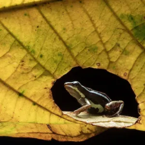 Anthonys poison-frog (Epipedobates anthonyi) seen through hole in leaf. Buenaventura Reserve