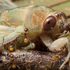 Ants (Formicidae) attacking newly emerged cicada (Cicadacae), Yasuni National Park, Ecuador