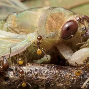 Ants attacking newly emerged cicada, Yasuni National Park, Ecuador Print Ants attacking newly emerged cicada, Yasuni National Park, Ecuador Print