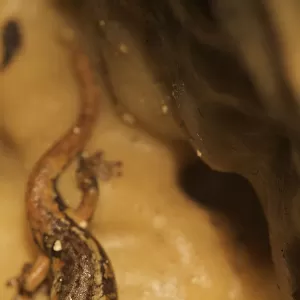 Apennines / Italian cave salamander (Speleomantes italicus) San Marino, May 2009
