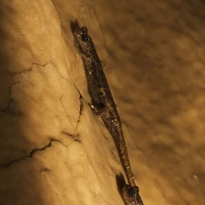 Two Apennines / Italian cave salamanders (Speleomantes italicus) on rock face, San Marino
