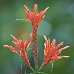 Aphelandra (Acanthus sp) flowering. Oahu, Hawaii, February