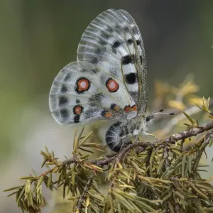 Mariposa Apolo (Parnassius apollo) hembra poniendo huevos en una rama. Parainen, Finlandia. Mariposa Apolo (Parnassius apollo) hembra poniendo huevos en una rama. Parainen, Finlandia.