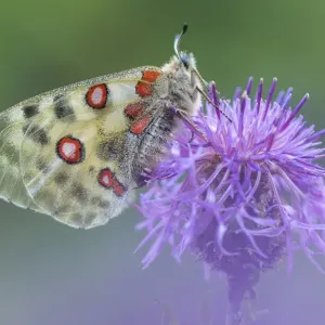 Apollo butterfly (Parnassius apollo) on knapweed flower, Aosta Valley, Gran Paradiso National Park