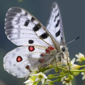 Print of Apollo butterfly in Nordtirol, Austrian Alps Print of Apollo butterfly in Nordtirol, Austrian Alps