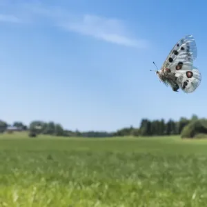 Apollo butterfly print in flight over a field Apollo butterfly print in flight over a field