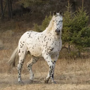Appaloosa Horse Print, Martinsdale Montana Appaloosa Horse Print, Martinsdale Montana