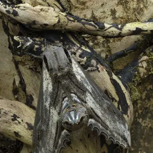 Apple hawk-moth (Langia zenzeroides formosana), Hsssinchu County, Taiwan Apple hawk-moth (Langia zenzeroides formosana), Hsssinchu County, Taiwan