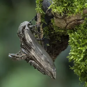 Apple Hawk-moth Print Apple Hawk-moth Print