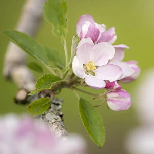 Apple tree (Malus domestica) blossom in orchard in spring, Broxwater, Cornwall, UK. April