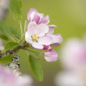 Apple tree blossom print, Broxwater orchard in spring Apple tree blossom print, Broxwater orchard in spring