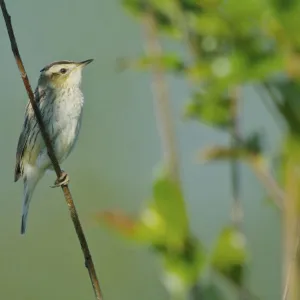 Aquatic Warbler (Acrocephalus paludicola)