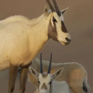 Arabian Oryx Family Print, Dubai Desert Conservation Reserve Arabian Oryx Family Print, Dubai Desert Conservation Reserve