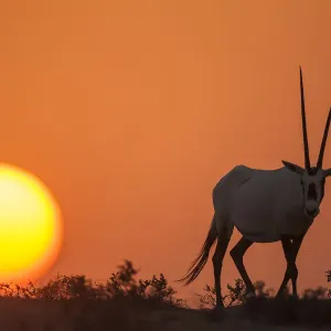 Arabian Oryx at Sunset Print Arabian Oryx at Sunset Print