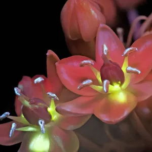 Arabian star flower (Ornithogalum arabicum) in UV light with exposed nectar fluorescing yellow Arabian star flower (Ornithogalum arabicum) in UV light with exposed nectar fluorescing yellow