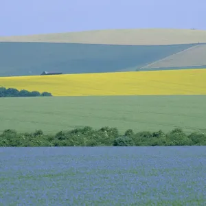 Arable crops in patchwork landscape. Oil seed rape, wheat and Flax. Wiltshire, UK linseed