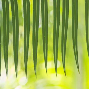 Arayat Pitogo Print (Cycas riuminiana) from the Philippines