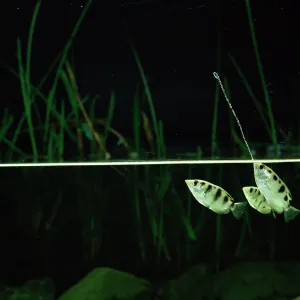 Archerfish jets water at insect to dislodge it from branch {Toxotes chatareus}