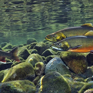 Arctic charr (Salvelinus alpinus) males showing breeding colours, in a river where