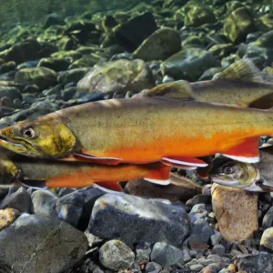 Arctic charr (Salvelinus alpinus) female with males showing breeding colours, in spawning river Arctic charr (Salvelinus alpinus) female with males showing breeding colours, in spawning river