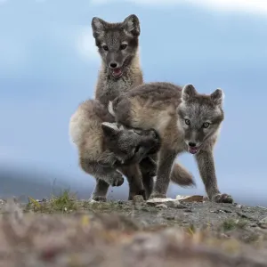 Arctic Fox Juveniles Play Fighting Print Arctic Fox Juveniles Play Fighting Print