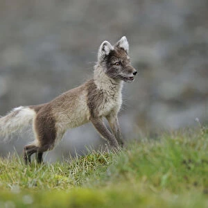 Arctic fox (Alopex lagopus) looking alert, Svalbard, Norway, July