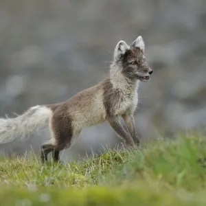 Arctic Fox Print, Svalbard, Norway Arctic Fox Print, Svalbard, Norway