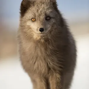 Arctic Fox Summer Coat Print Arctic Fox Summer Coat Print