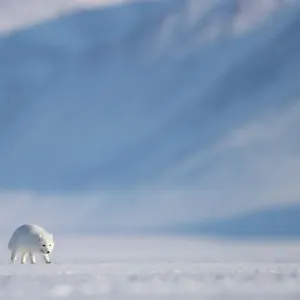 Arctic fox (Alopex lagopus) in winter coat, walking across snow, Svalbard, Norway. April Arctic fox (Alopex lagopus) in winter coat, walking across snow, Svalbard, Norway. April