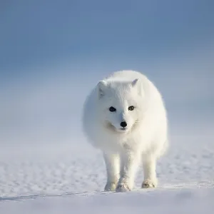 Arctic fox (Alopex lagopus) in winter coat, walking across snow, Svalbard, Norway. April Arctic fox (Alopex lagopus) in winter coat, walking across snow, Svalbard, Norway. April