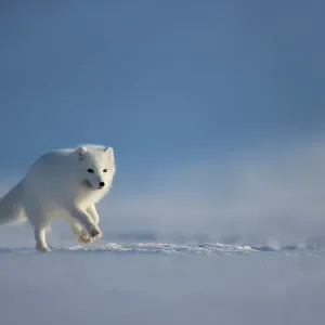 Arctic fox (Alopex lagopus) in winter coat, running across snow, Svalbard, Norway. April Arctic fox (Alopex lagopus) in winter coat, running across snow, Svalbard, Norway. April