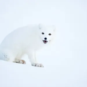 Arctic fox (Alopex lagopus), in winter coat portrait, Svalbard, Norway, April Arctic fox (Alopex lagopus), in winter coat portrait, Svalbard, Norway, April