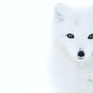 Arktischer Fuchs (Alopex lagopus) im Wintermantel Portrait Svalbard Norwegen April Arktischer Fuchs (Alopex lagopus) im Wintermantel Portrait Svalbard Norwegen April