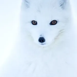 Arctic Fox Winter Coat Print, Svalbard Arctic Fox Winter Coat Print, Svalbard