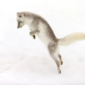 Arctic Fox Young Pouncing Print, Iceland Arctic Fox Young Pouncing Print, Iceland
