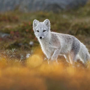 Arctic Fox (Alopex / Vulpes lagopus) portrait in early morning light, during moult