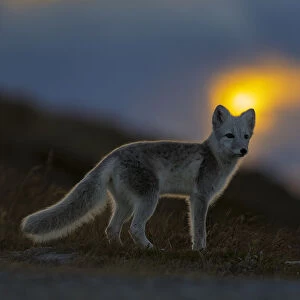 Arctic Fox (Alopex / Vulpes lagopus) at sunset, during moult from grey summer fur to winter white