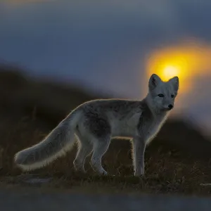 Arctic Fox (Alopex / Vulpes lagopus) at sunset, during moult from grey summer fur to winter white