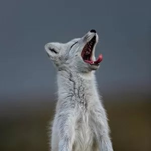 Arctic Fox (Alopex / Vulpes lagopus) yawning, during moult from grey summer fur to winter white