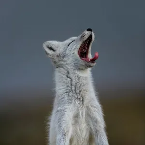 Arctic Fox (Alopex / Vulpes lagopus) yawning, during moult from grey summer fur to winter white