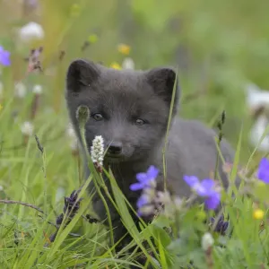 Renard arctique en pelage (Alopex lagopus) portrait dans l'herbe avec des fleurs d'été, Hornvik. Renard arctique en pelage (Alopex lagopus) portrait dans l'herbe avec des fleurs d'été, Hornvik.